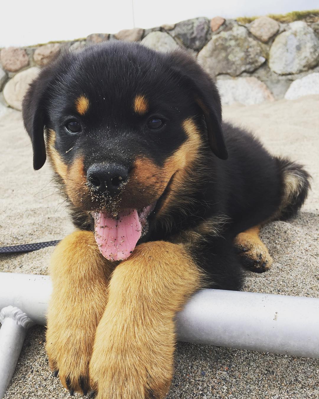 Rottweiler